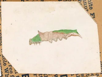 Bruco del bordo della quercia, studio per il libro Concealing Coloration in the Animal Kingdom (Nascondere la colorazione nel regno animale)