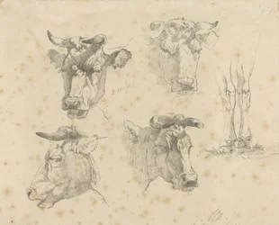 Foglio di studio con quattro teste di mucca e le zampe di una mucca