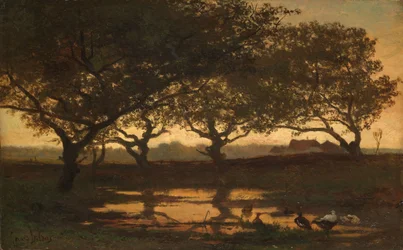 Stagno nel bosco al tramonto