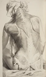 Anatomia Humani Corporis di Govard Bidloo, 1685