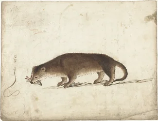 Lontra con un pesce in bocca