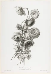 Anemone doppio, da Fleurs Dessinees d