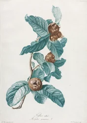 Nespolo coltivato Mespilus germanica, c. 1800