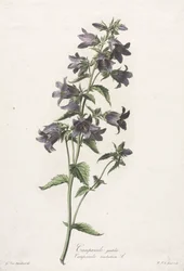 Fiori disegnati dal vero: Campanula
