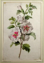 Alcea rosea