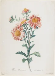 Reine-Marguerite, da Fleurs Dessinees d