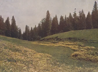 Prato sul Feldberg, Foresta Nera, Germania (foto a colori)