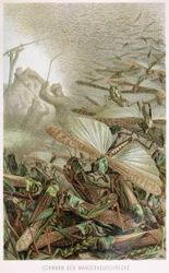 Uno sciame di locuste, da Brehms Tierleben, pub. 1860s
