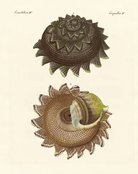 Una rara conchiglia di mollusco del Mar del Sud