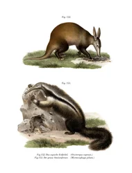 Oritteropo, 1860
