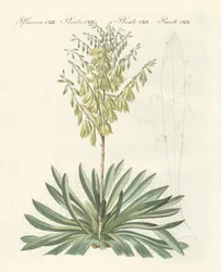 Ago di Adamo