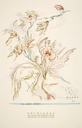 Pubblicità "Orchideen aus dem Hause Hermann Roth" da Styl, pub.1922 (stampa a pochoir)