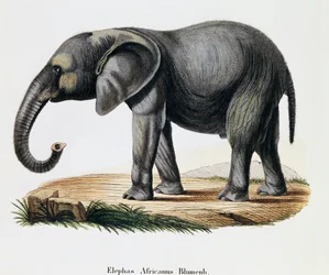 Elefante africano (Elephas africanus), da Mammiferi illustrati dalla Natura con descrizioni, di Johann Christian Daniel von Schreber (1739-1810), incisione di IC Bock dopo disegno di A Fleischmann, Germania