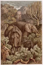 Elefante africano, tavola da Brehms Tierleben: Allgemeine Kunde des Tierreichs, vol.3, p.9, pubblicato da Bibliographisches Institut