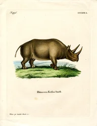Rinoceronte Africano