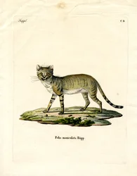 Gatto selvatico africano