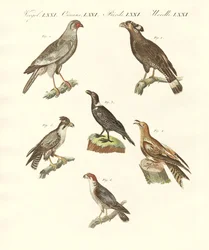 Uccelli africani