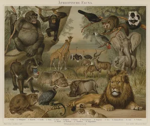 Fauna africana