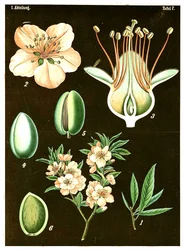 Mandorla (Prunus Amygdalus)