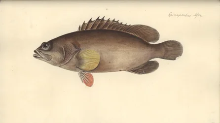 Alphestes afer, prima del 1793
