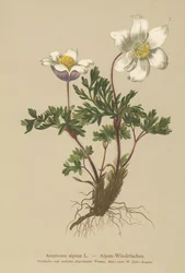 Anemone alpina (Anemone alpina, Pulsatilla alpina)
