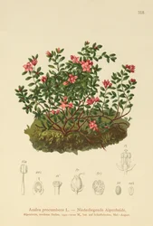Azalea alpina (Azalea procumbens, Loiseleuria procumbens, Kalmia procumbens)