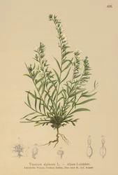 Thesium alpinum
