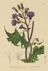 Cicerbita alpina (Mulgedium alpinum, Cicerbita alpina)