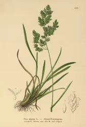 Poa alpina