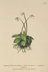 Pinguicola alpina (Pinguicula flavescens, Pinguicula alpina)