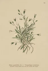 Silene quadrifida