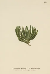 Lycopodium alpinum