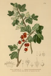Ribes alpino (Ribes alpinum)