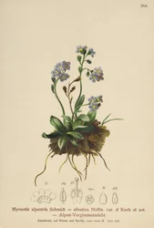 Non-ti-scordar-di-me alpino (Myosotis alpestris, Myosotis silvatica)