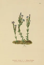 Genziana alpina (Gentiana nivalis)