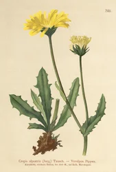 Crepis alpina (Crepis alpestris)
