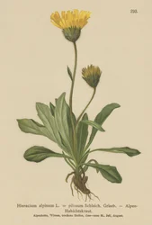 Hieracium alpino (Hieracium alpinum, Hieracium alpenum, Hieracium pilosum)