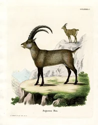 Stambecco alpino