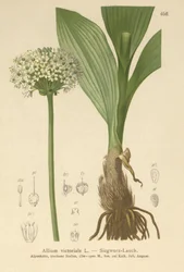 Allium victorialis, Allium victoriale, Cepa victorialis, Geboscon triphylum, Allium plantagineum, Allium anguinum