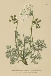 Levistico alpino (Meum mutellina, Ligusticum mutellina)