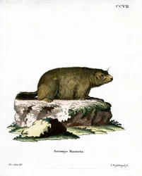 Marmotta alpina