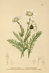 Camomilla alpina