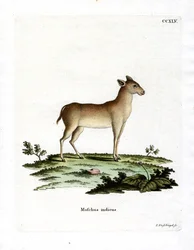 Cervo muschiato alpino