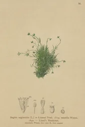 Sagina saginoides