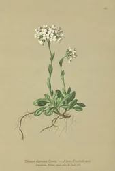 Thlaspi alpinum