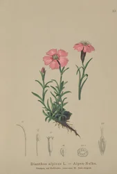 Dianthus alpinus