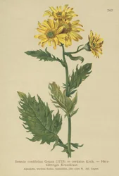 Senecio alpino