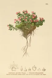 Androsace alpina (Androsace glacialis, Androsace alpina)