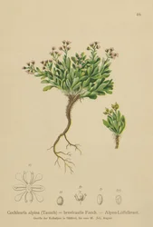 Cochlearia alpina