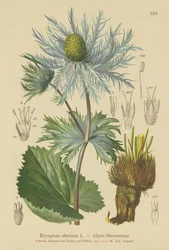 Eryngium alpino (Eryngium alpinum)